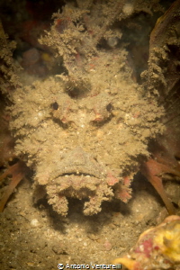 Devil scorpionfish by Antonio Venturelli 